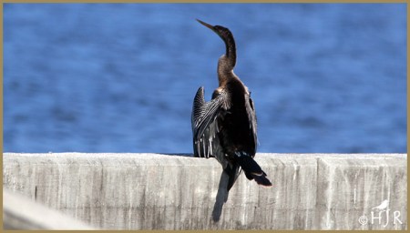 Anhinga
