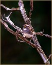 White-throated Sparrow