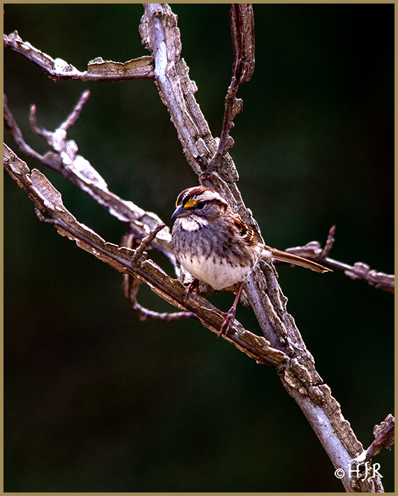 White-throated Sparrow