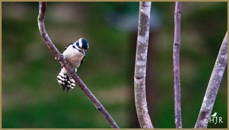 Downy Woodpecker