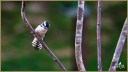 Downy Woodpecker