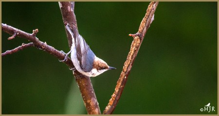  Brown -headed Nuthatch