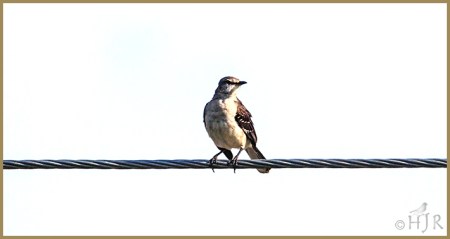 Northern Mockingbird