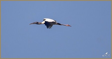 Wood Stork