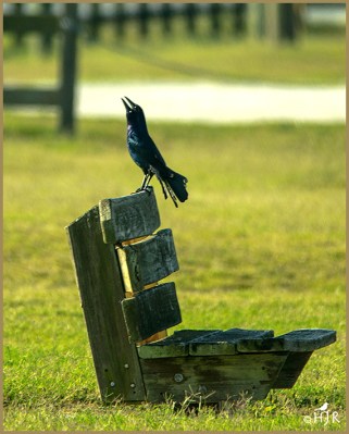 Boat-tailed Grackle