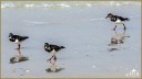 Ruddy Turnstone