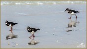 Ruddy Turnstone