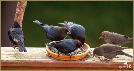 Brown-headed Cowbirds