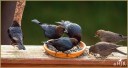 Brown-headed Cowbirds