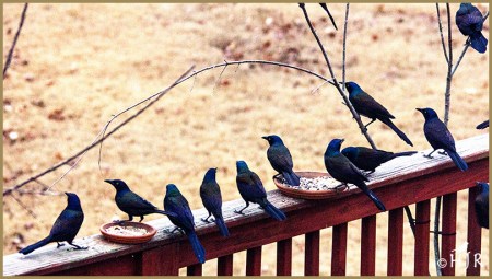 Common Grackles