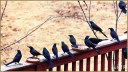 Common Grackles