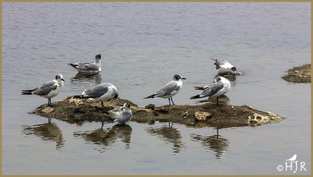  Laughing Gulls