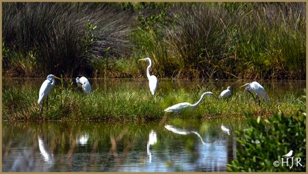 Great Egrets
