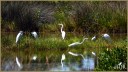 Great Egrets
