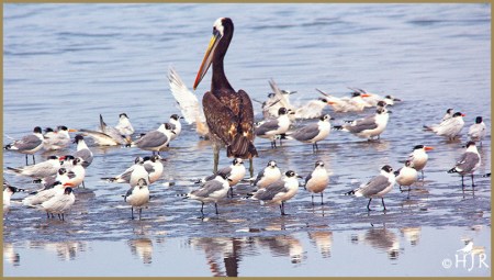Peruvian Pelican - Laughing Gulls