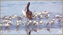 Peruvian Pelican - Laughing Gulls