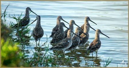 Stilt Sandpipers