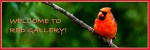 a-RedGalleryBanner