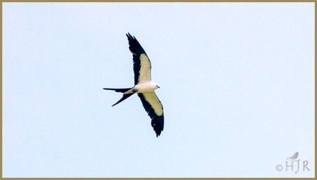 Swallow-tailed Kite