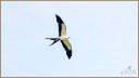 Swallow-tailed Kite