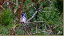 Blue Jay