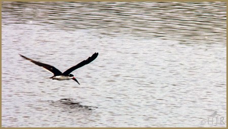 Black Skimmer