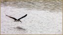 Black Skimmer