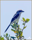 Loggerhead Shrike