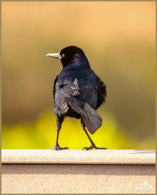 Boat-tailed Grackle