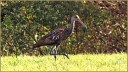 Limpkin