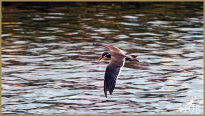 Inca Tern