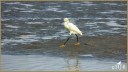 Snowy Egret
