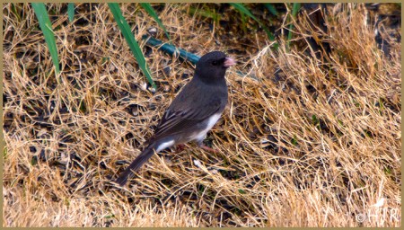 Dark-eyed Junco