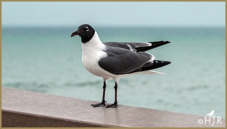  Laughing Gull