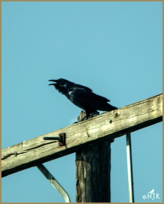 American Crow