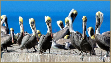 Brown Pelicans and Gulls