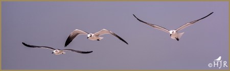 Laughing Gulls