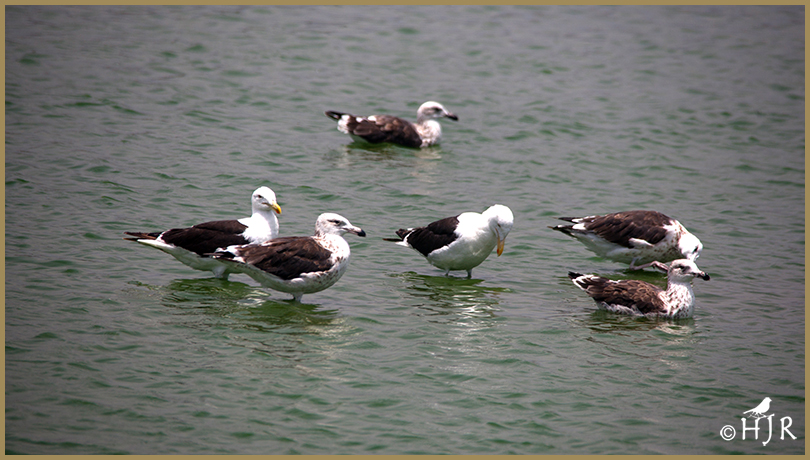 Belcher's Gulls