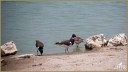 American Oystercatchers