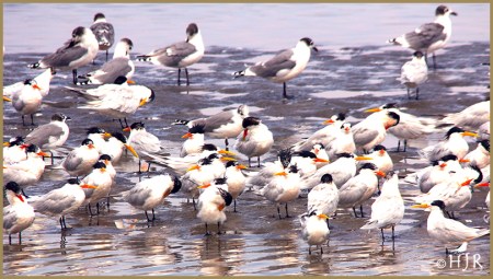 Royal Terns