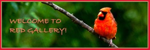 Welcome to Red Gallery!