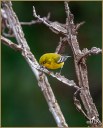 Pine Warbler