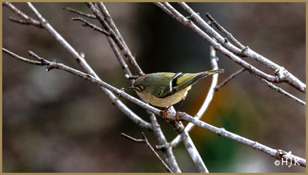  Ruby-crowned Kinglet