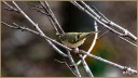 Ruby-crowned Kinglet