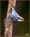 Brown-headed Nuthatch