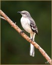 Northern Mockingbird