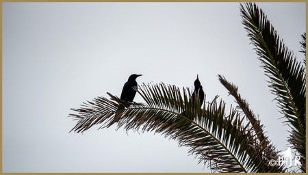 Boat-tailed Grackles