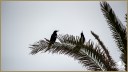 Boat-tailed Grackles