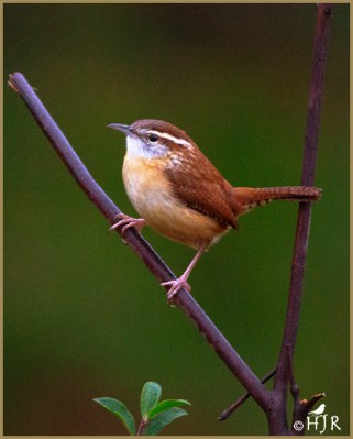 Carolina Wren