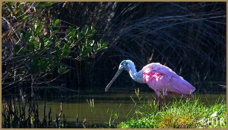 Roseate Spoonbill
